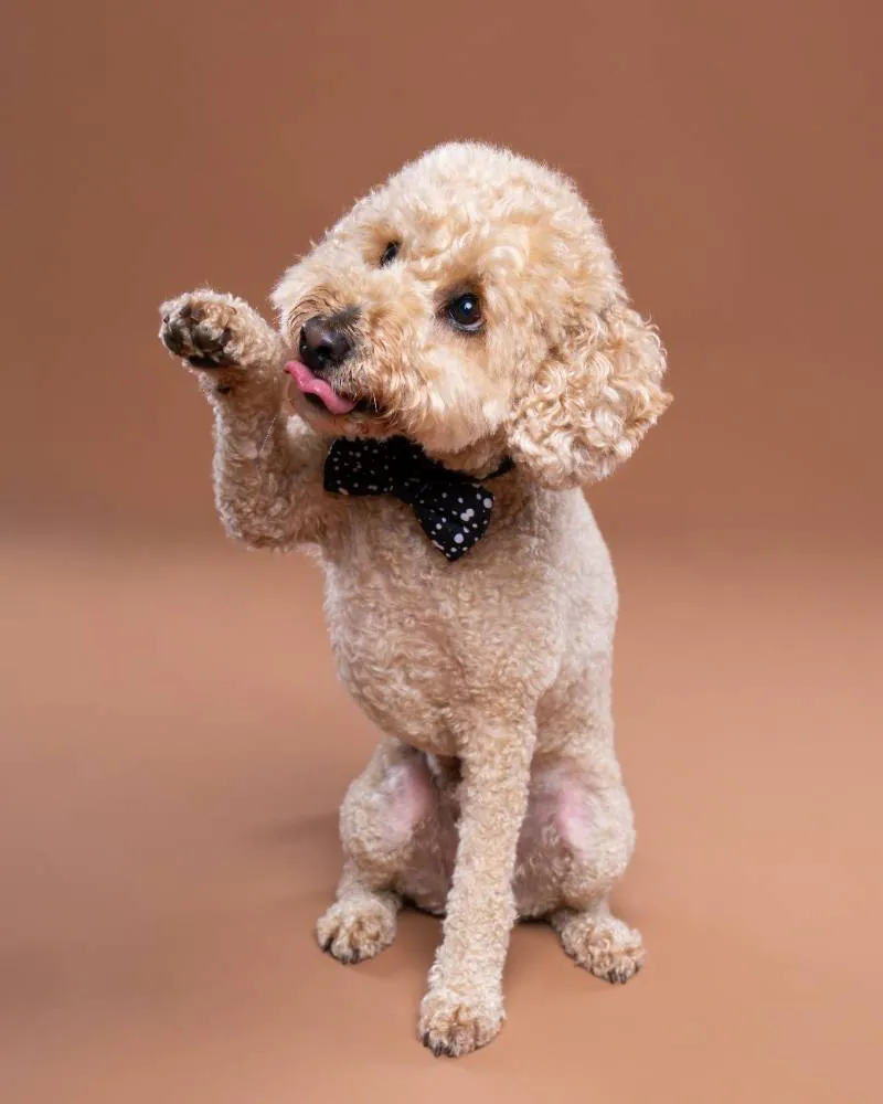 Ollie photographed at our pet photography studio in Melbourne's west