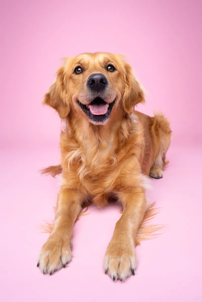 Luna photographed on a pink backdrop at the Paw Prints Melbourne studio