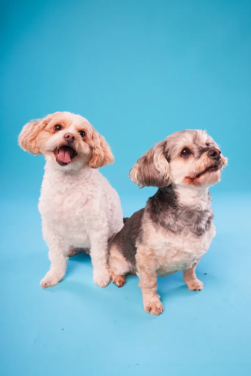 Major and Posey photographed together at the Paw Prints Melbourne studio
