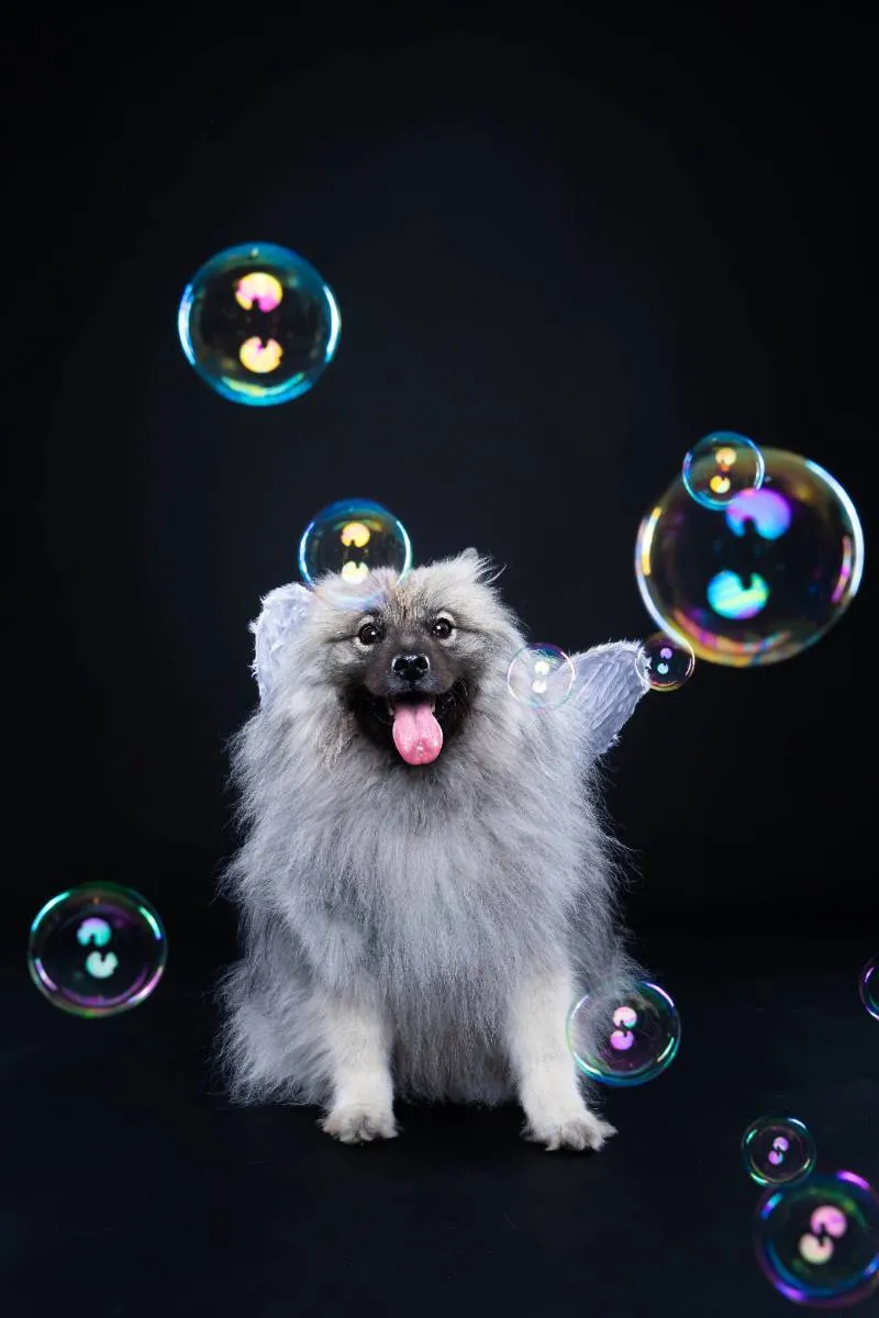 Avana's studio portrait from a Paw Prints Melbourne pet photography session