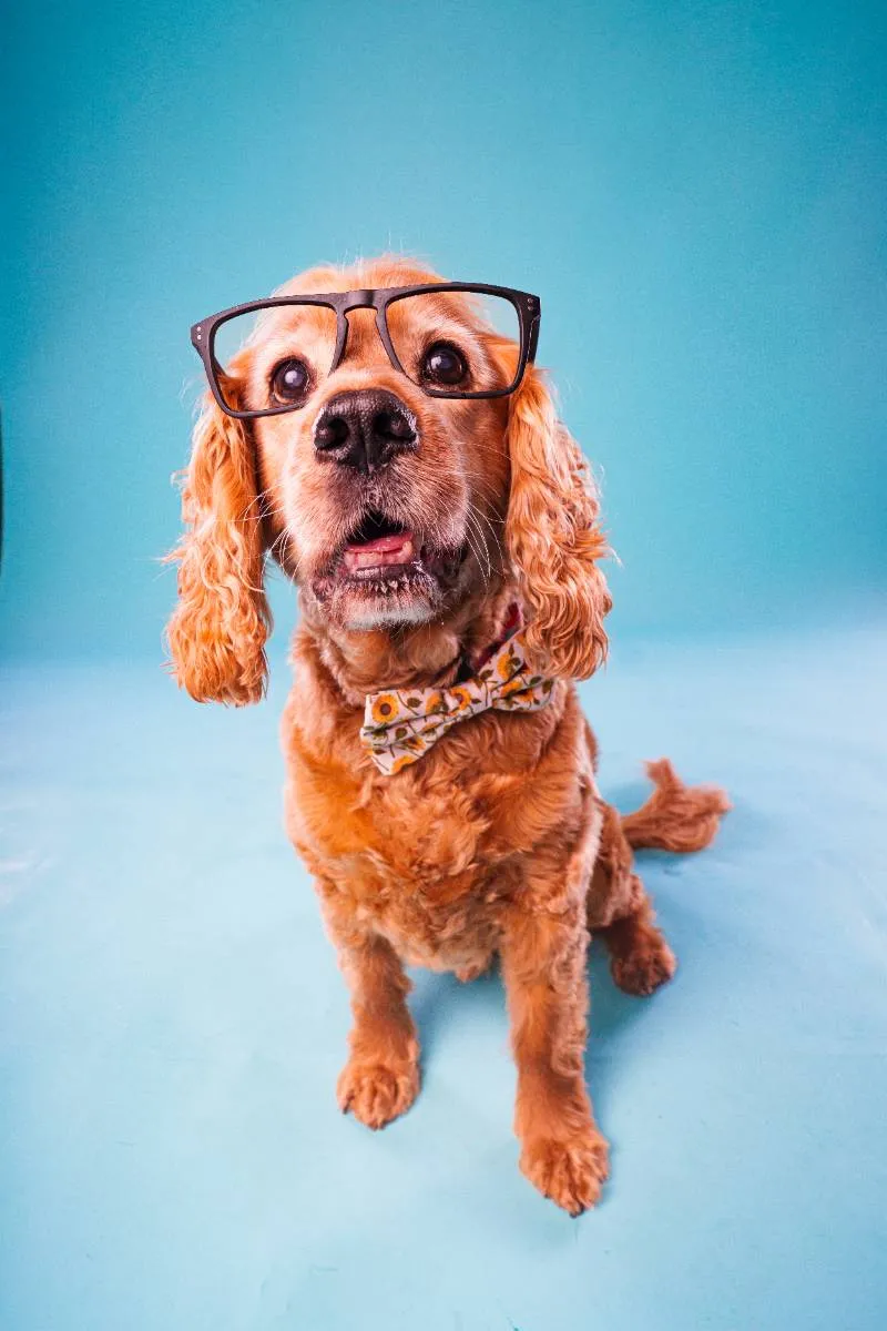 Bas photographed during a studio pet photography session in Melbourne
