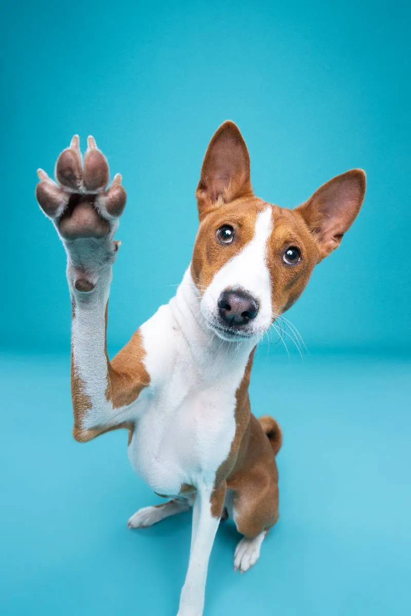 Astro photographed during a pet photography session at our Deanside studio in Melbourne's west