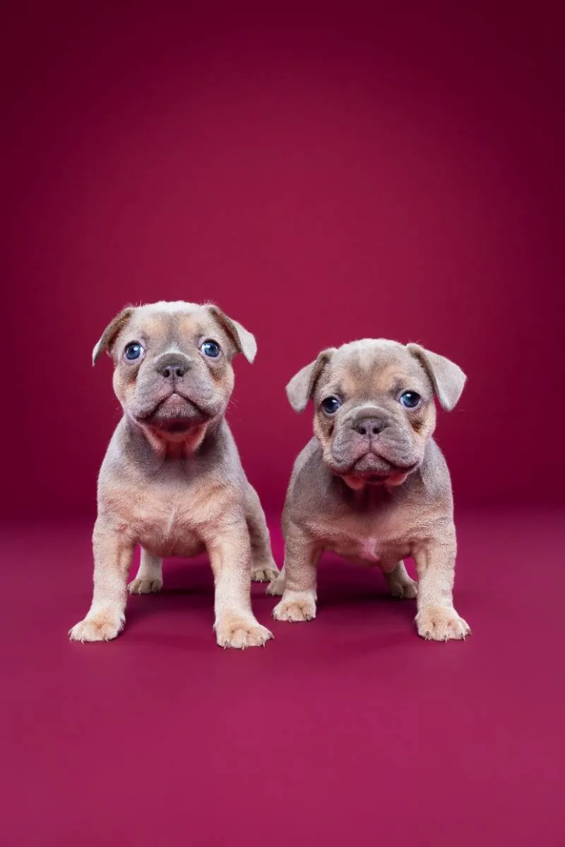 French bulldog puppies photographed together at our Melbourne pet photography studio