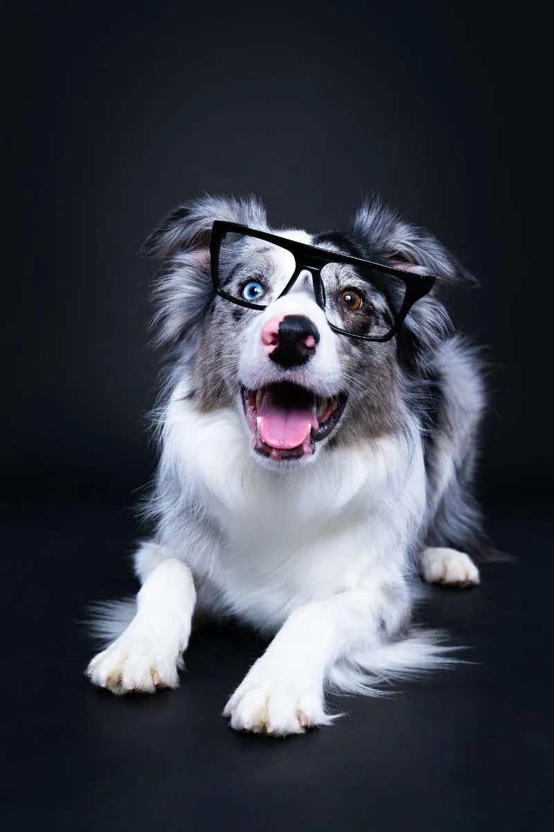Harley raising a paw on a blue backdrop at the Paw Prints Melbourne studio
