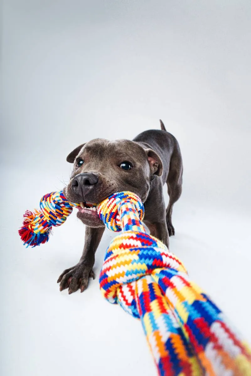 Axel posing for a dog portrait at our Melbourne pet photography studio