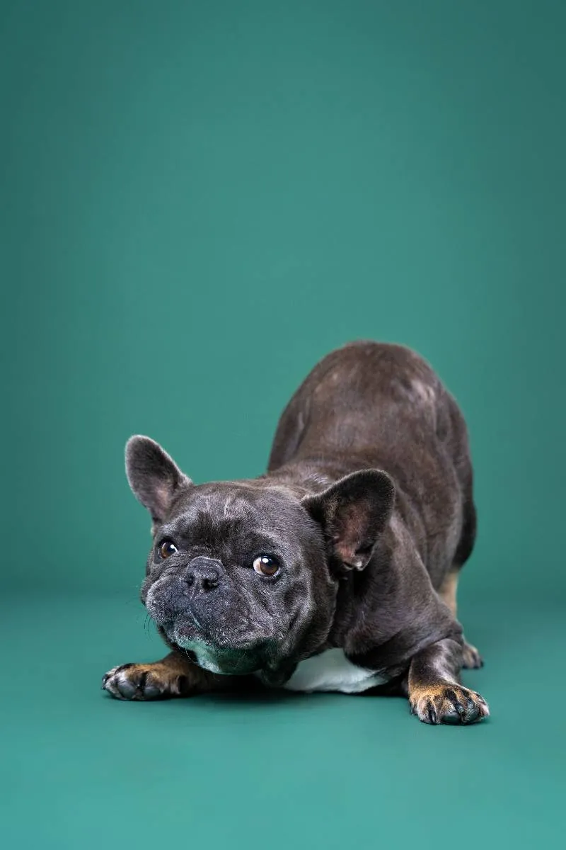 Butters the dog posing on a studio backdrop at Paw Prints Melbourne